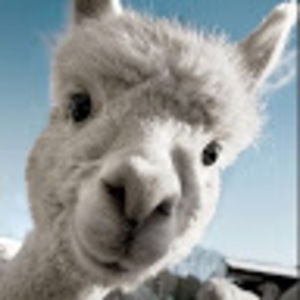 Meet your Posher, Renjie